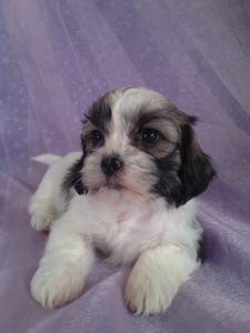 Female Lhasa bichon Teddy bear puppy for sale #11|Teddy bear breeders in Washington DC usually charge more for teddy bears